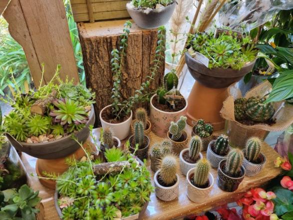 plantes vertes pour décoration Cannes plantes vertes pour décoration Cannes