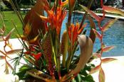 composition florale composition florale