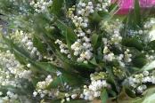 fleurs fête des pères fleurs fête des pères