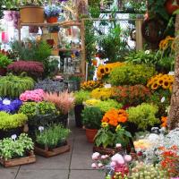 artisan fleuriste cannes artisan fleuriste cannes