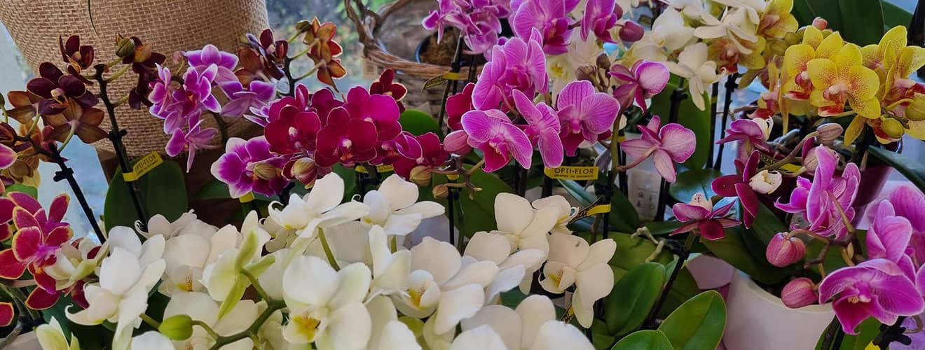 Fleuriste à Cannes – Acacia Fleurs