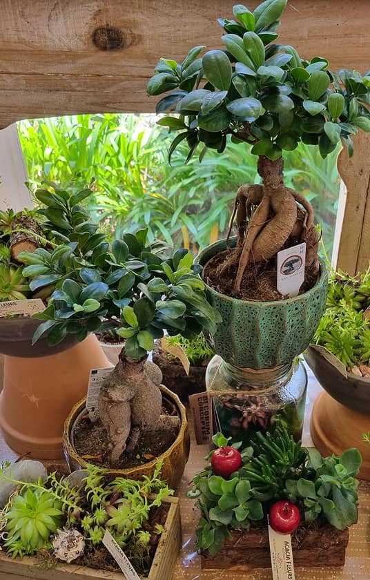 Fleuriste à Cannes – Acacia Fleurs