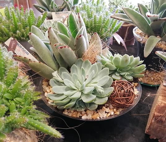 Fleuriste à Cannes – Acacia Fleurs